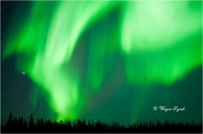Aurora Borealis by Dr. Wayne Lynch © 